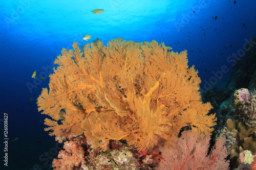 Coral reef fish in sea ocean underwater © Richard Carey