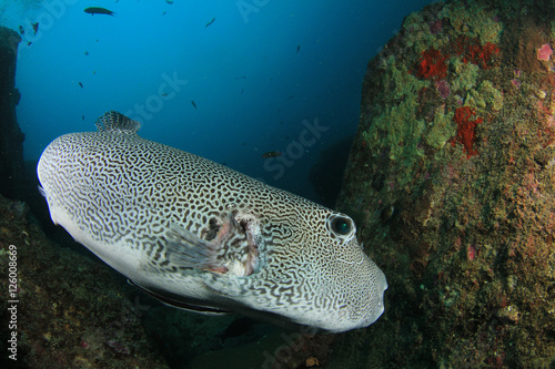 Coral reef fish in sea ocean underwater