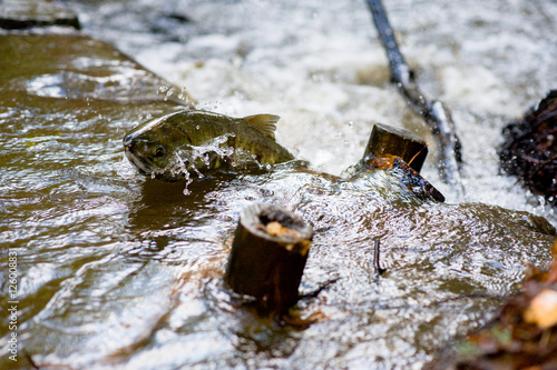 Adult spawning salmon swimming jumping upstream against current and small waterfalls in creek stream river returning migrating in autumn fall photo