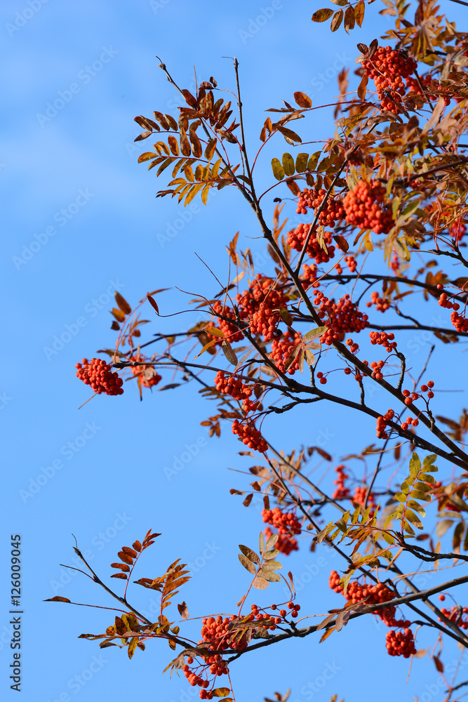 Rowan berry against blue sky (Sorbus aucuparia) Rowan berry against blue sky (Sorbus aucuparia)