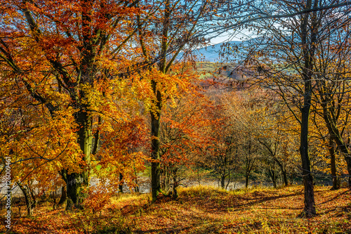tall trees on hillside with yellow and red foliage in autumn forest on sunny day © Pellinni