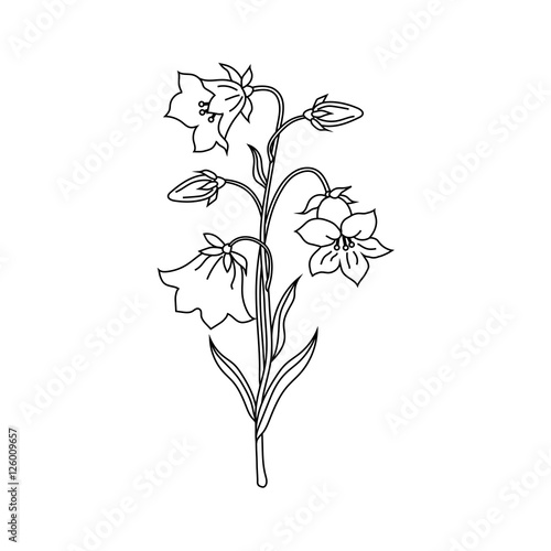Vector illustration of bell flowers