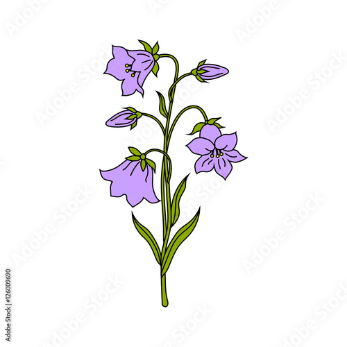 Vector illustration of bell flowers