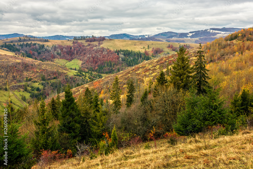 autumn slope of mountain range with spruce forest under cloudy sky