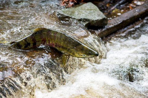 Adult spawning salmon swimming jumping upstream against current and small waterfalls in creek stream river returning migrating in autumn fall