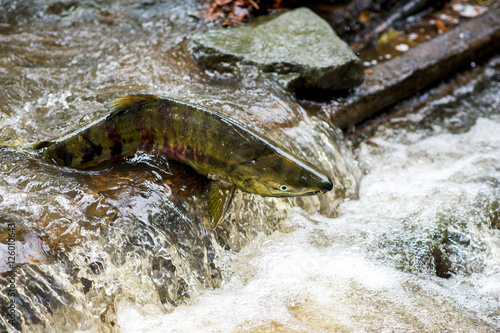 Adult spawning salmon swimming jumping upstream against current and small waterfalls in creek stream river returning migrating in autumn fall photo