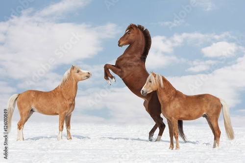 Three nice horses in the winter