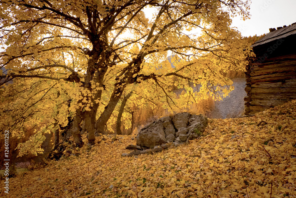 Fototapeta premium Cabane d'automne
