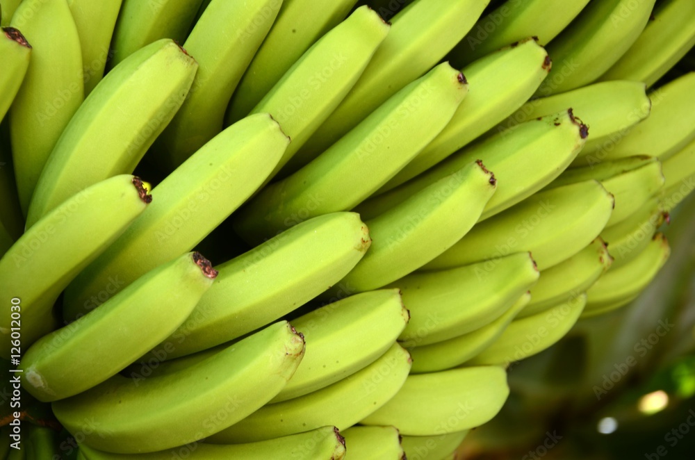 Commune de Sauces : Plantations de bananes Commune de Sauces : Plantations de bananes
