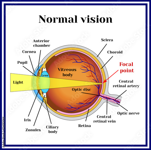 Normal vision. Eyeball structure.