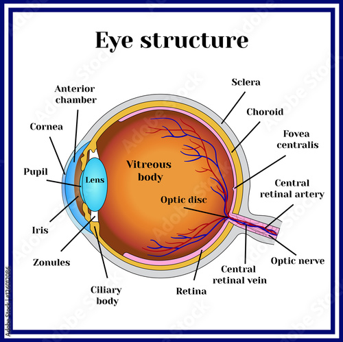 Eyeball structure. photo