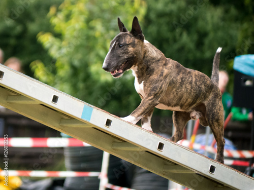 Bullterrier