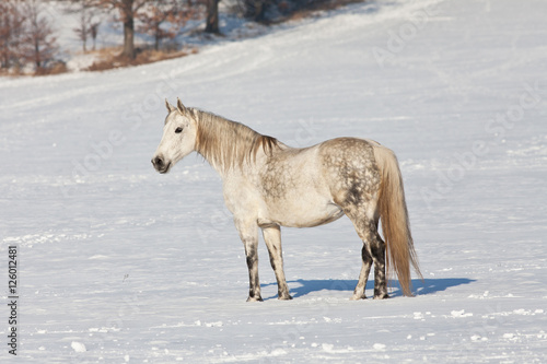 Portrait of nice horse