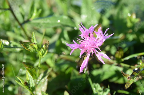 Fiore di campo autunnale