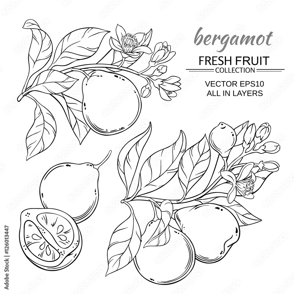 Fotografie bergamot vector set