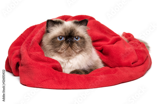 Cute persian colourpoint cat is lying covered with a red blanket - towel photo