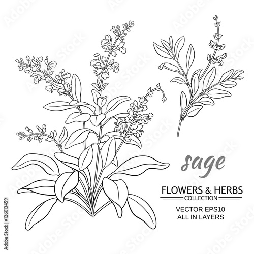 Foto sage vector illustration