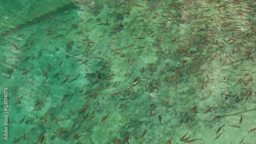 Living fish in the clear water pool at Jiuzhaigou National Park  where is the UNESCO World Heritage in Sichuan , China in  Autumn  in November  located in  in  Tibetan-Qiang of Sichuan ,China photo