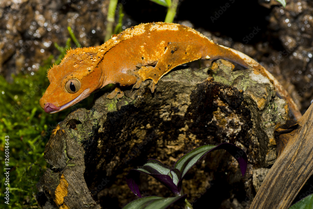 Fototapeta premium crested gecko Correlophus ciliatus