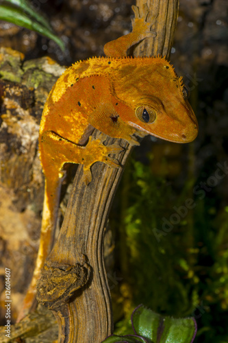 crested gecko Correlophus ciliatus photo