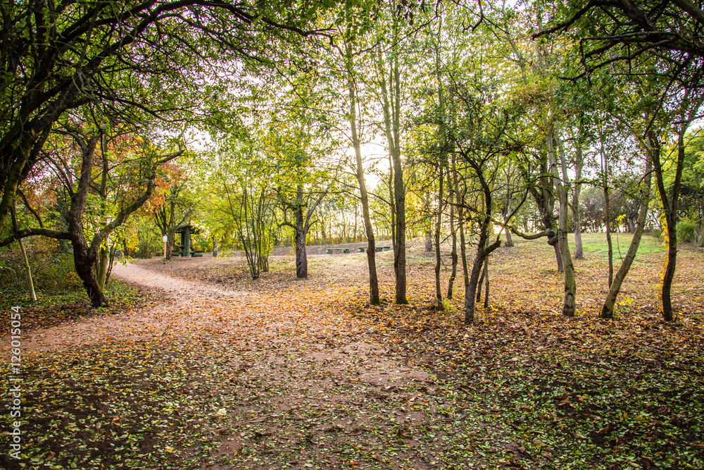 Path in a park full of leaves. Path in a park full of leaves.