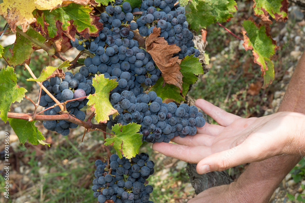 Grapes harvest. Farmers hands with freshly harvested black grapes.