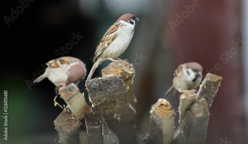 Fototapeta Naklejka Na Ścianę i Meble -  a flock of sparrows sitting on a stick