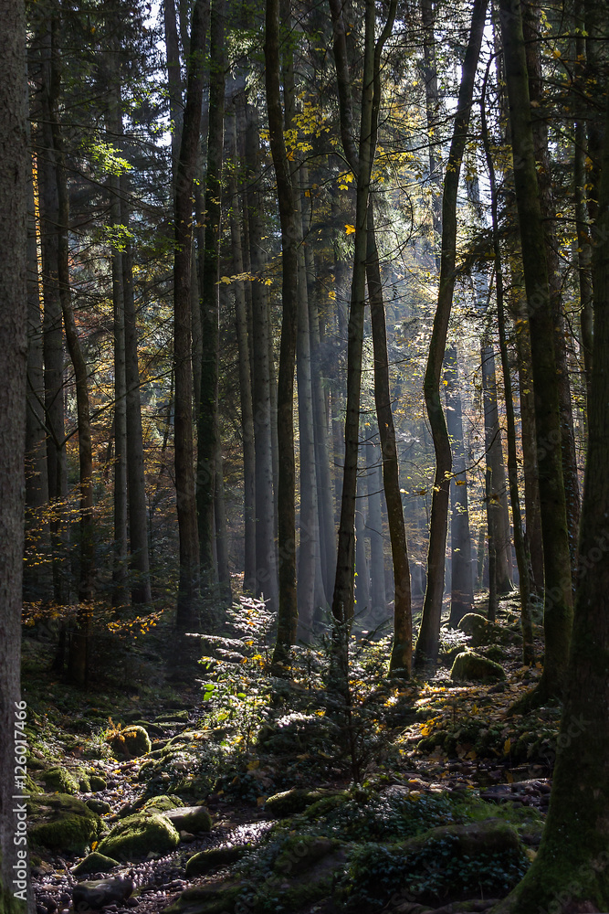 Sonnenschein durch den Wald Sonnenschein durch den Wald