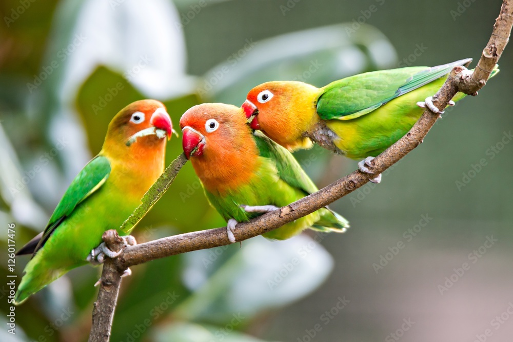 Αυτοκόλλητο Lovely sun conure parrot birds on the perch. Pair of colorful su