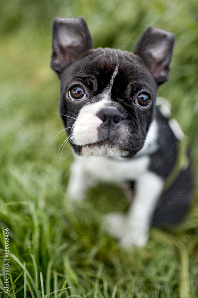 Cute Boston Terrier Puppy in the Grass