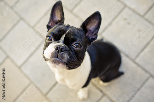 Grumpy Looking Boston Terrier