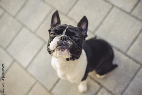 Grumpy Looking Boston Terrier