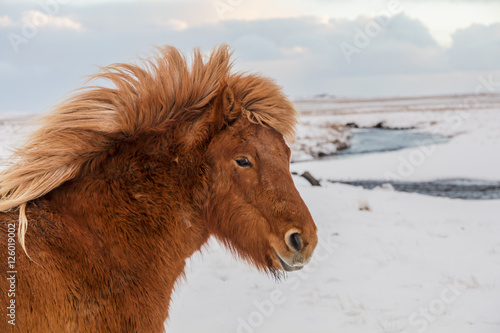 Icelandinc Redhead