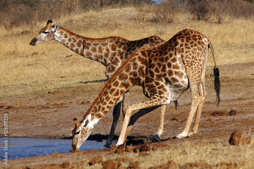 The giraffes (Giraffa camelopardalis) drinking from the waterhole