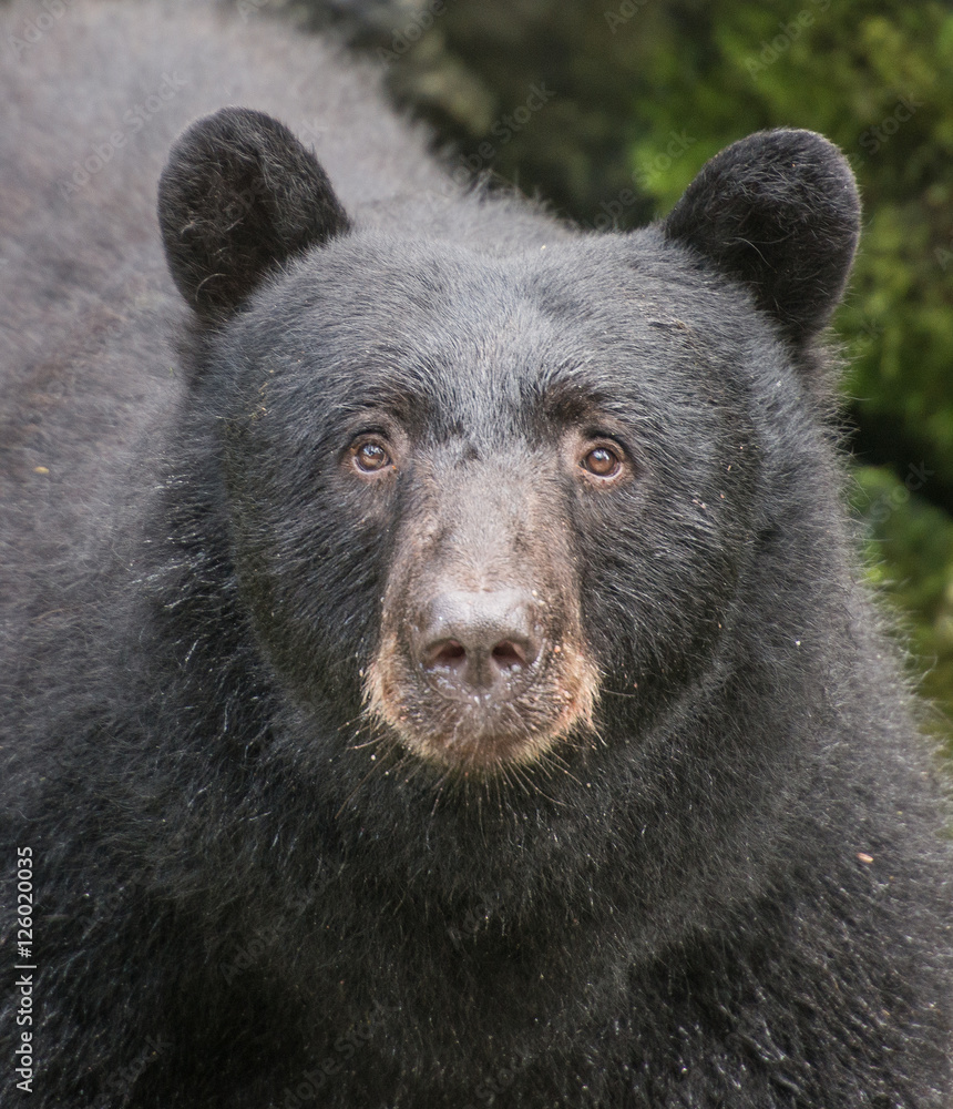 Black Bear Portrait