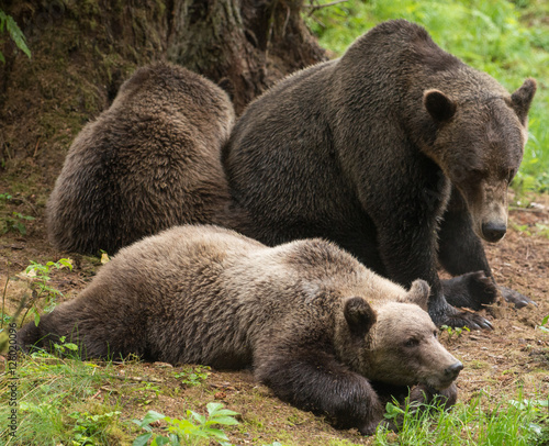 Sleeping Brown Bear Family, Alaska
