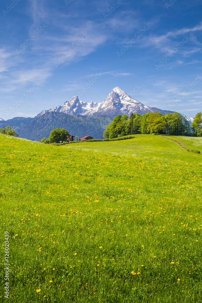 Idyllic landscape in the Alps with blooming meadows in summer