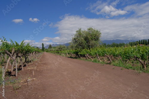 Road in vineyard in Mendoza, Argentina