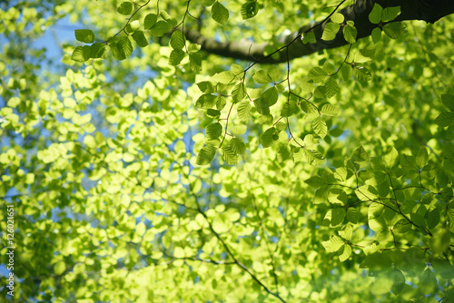 Obraz na plátně Looking up into the beech tree crown with fresh green spring lea