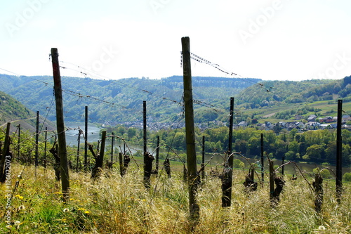 Weinberg im Frühling mit Briedel auf der anderen Moselseite 