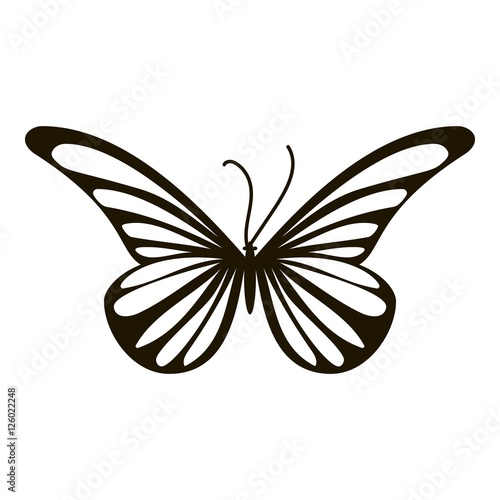 Moth butterfly icon. Simple illustration of moth butterfly vector icon for web © ylivdesign