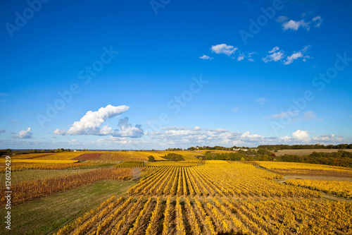 Wallpaper Mural Vigne en Anjou à l'automne Torontodigital.ca