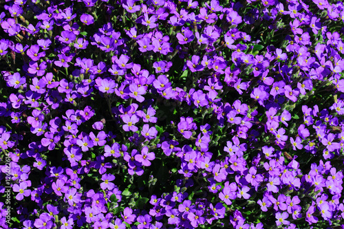 Beautiful violet Aubrieta flower field    