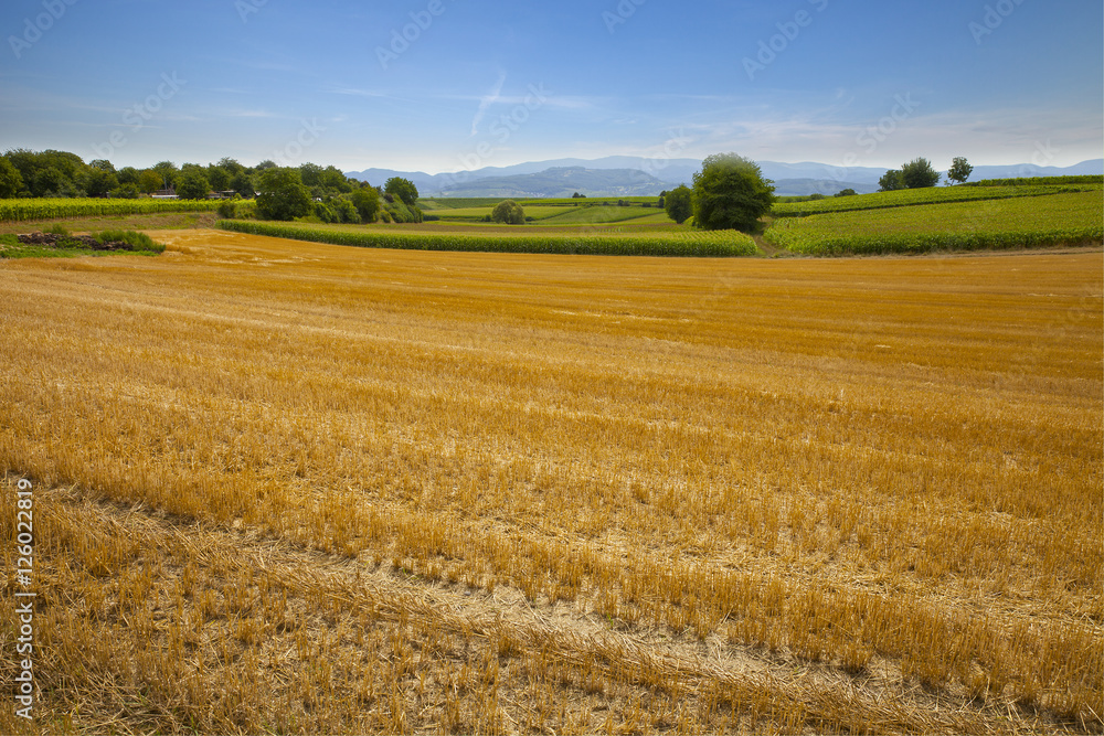 Abgeerntetes Getreide-Feld