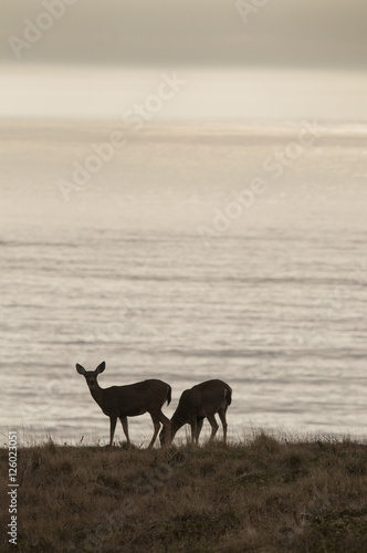 Grazing Deer, Point Reyes © Betty Sederquist