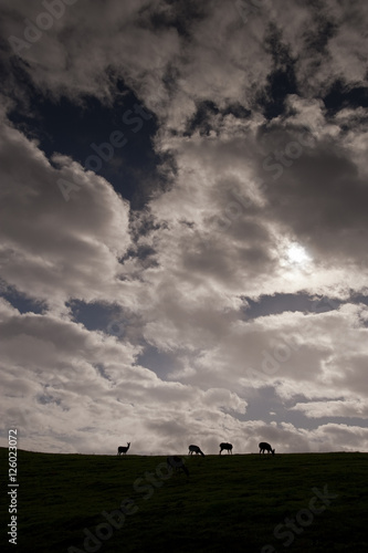 Skyscape and Deer Silhouettes, Point Reyes
