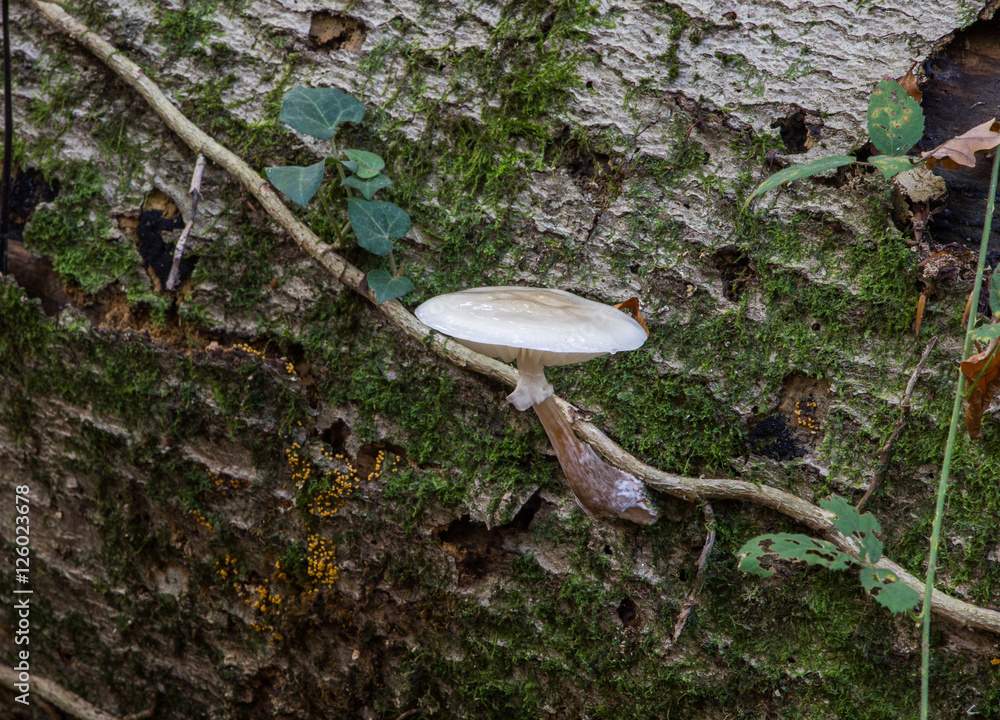 Fototapeta premium mushroom