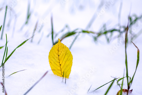Yellow leaves in snow © _nastassia