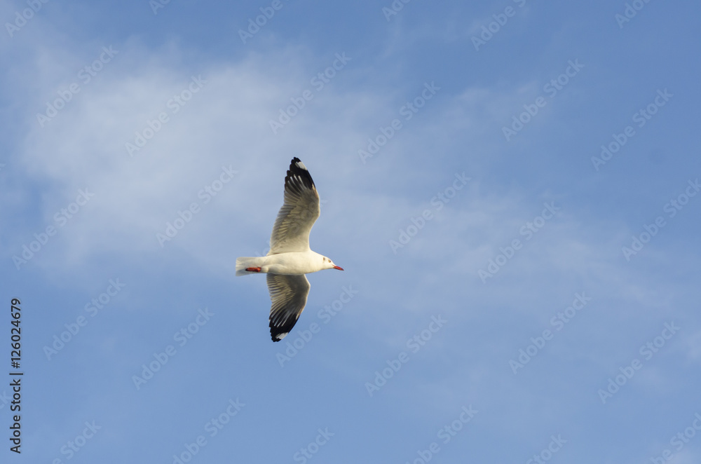 Obraz premium seagul bird with blue sky
