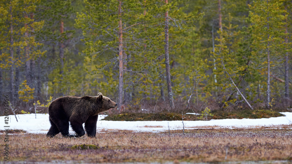 Brown bear in the taiga Brown bear in the taiga